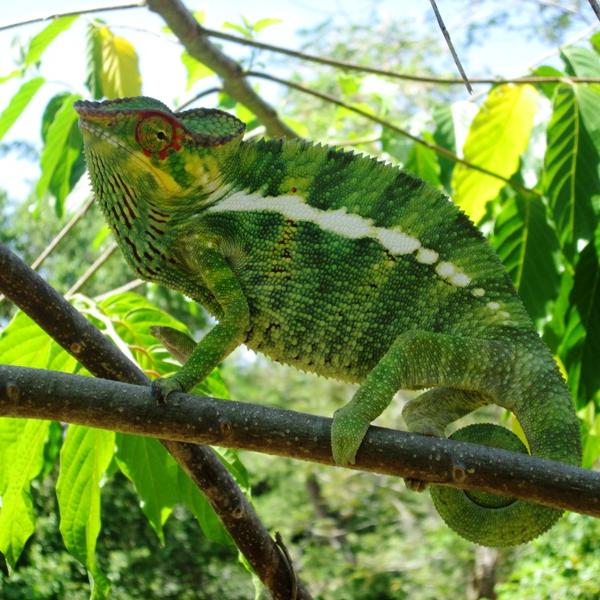 Camaleonte Verde