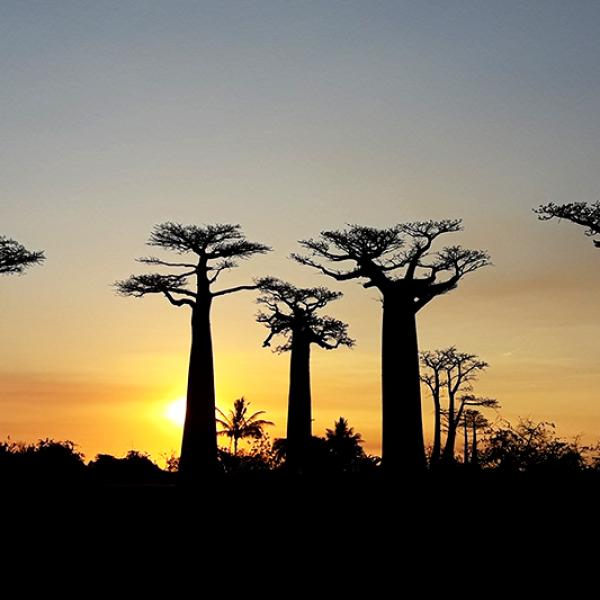Baobab de Madagascar
