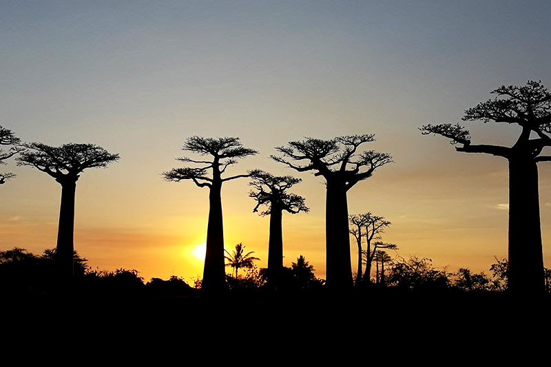 Baobab de Madagascar