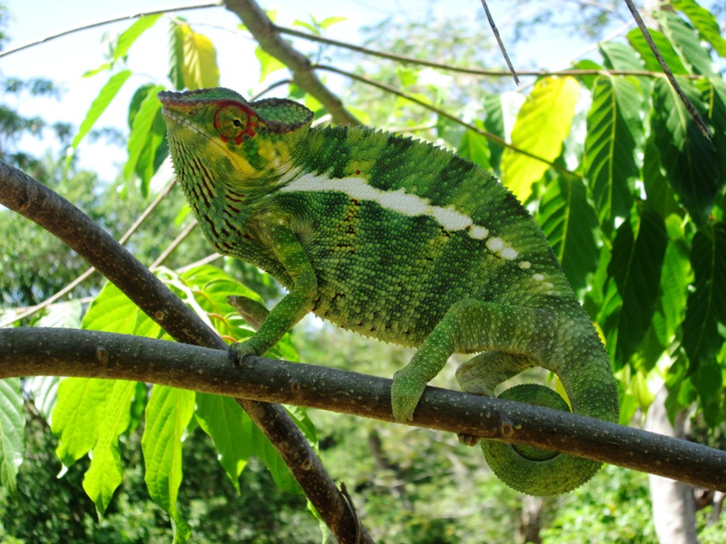 Cameleon Vert 